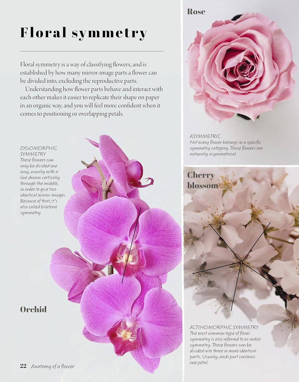Easy Steps to Drawing Flowers - Lessons For Drawing